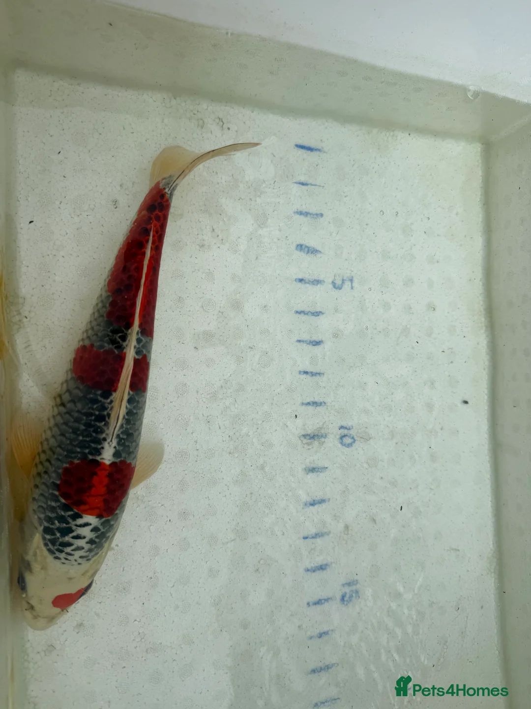 Koi Carp fish for sale: Japanese koi plus more - Advert 11