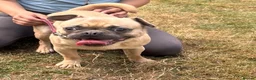 Mixed Breed dogs for sale: French bulldog x pug - Advert 3