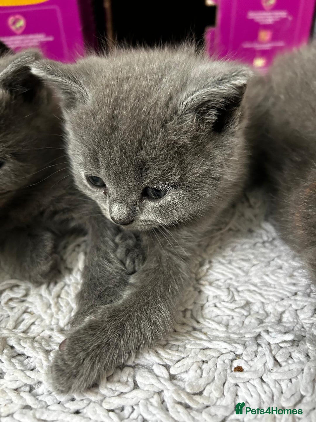 British Shorthair cats for sale: 6 British shorthair / Ragdoll mix  - Image 4