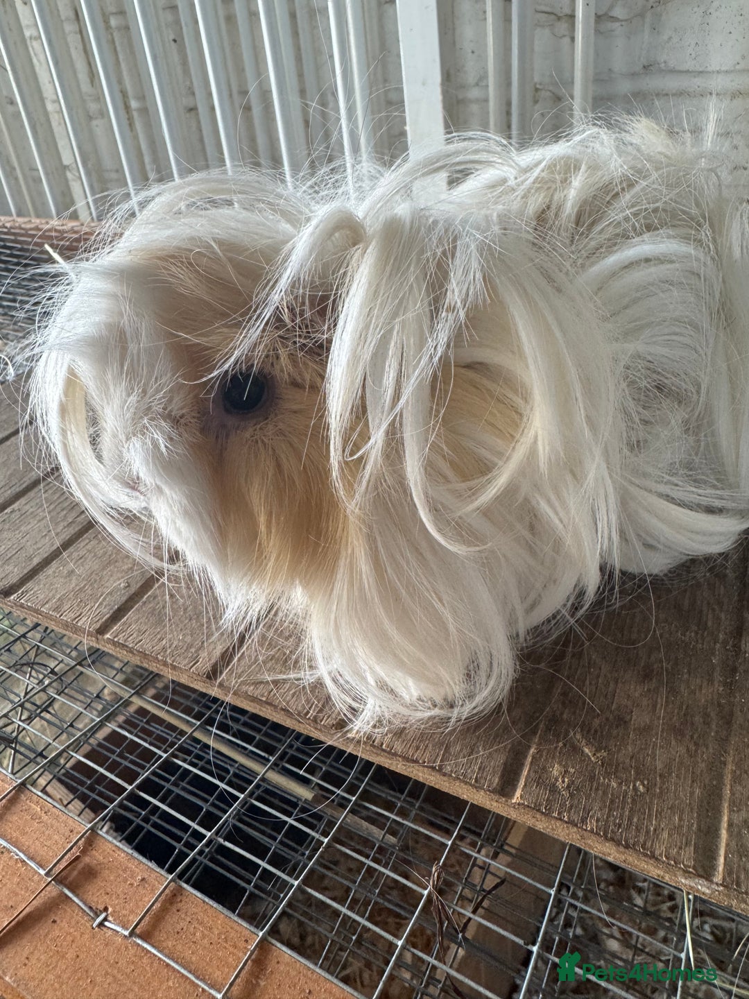 Guinea Pig rodents for sale: **FREE** Purebred Longhaired sows  - Image 6