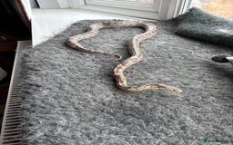 Corn Snake reptiles for sale: 2 x cornsnakes. Separate vivs.  - Image 4