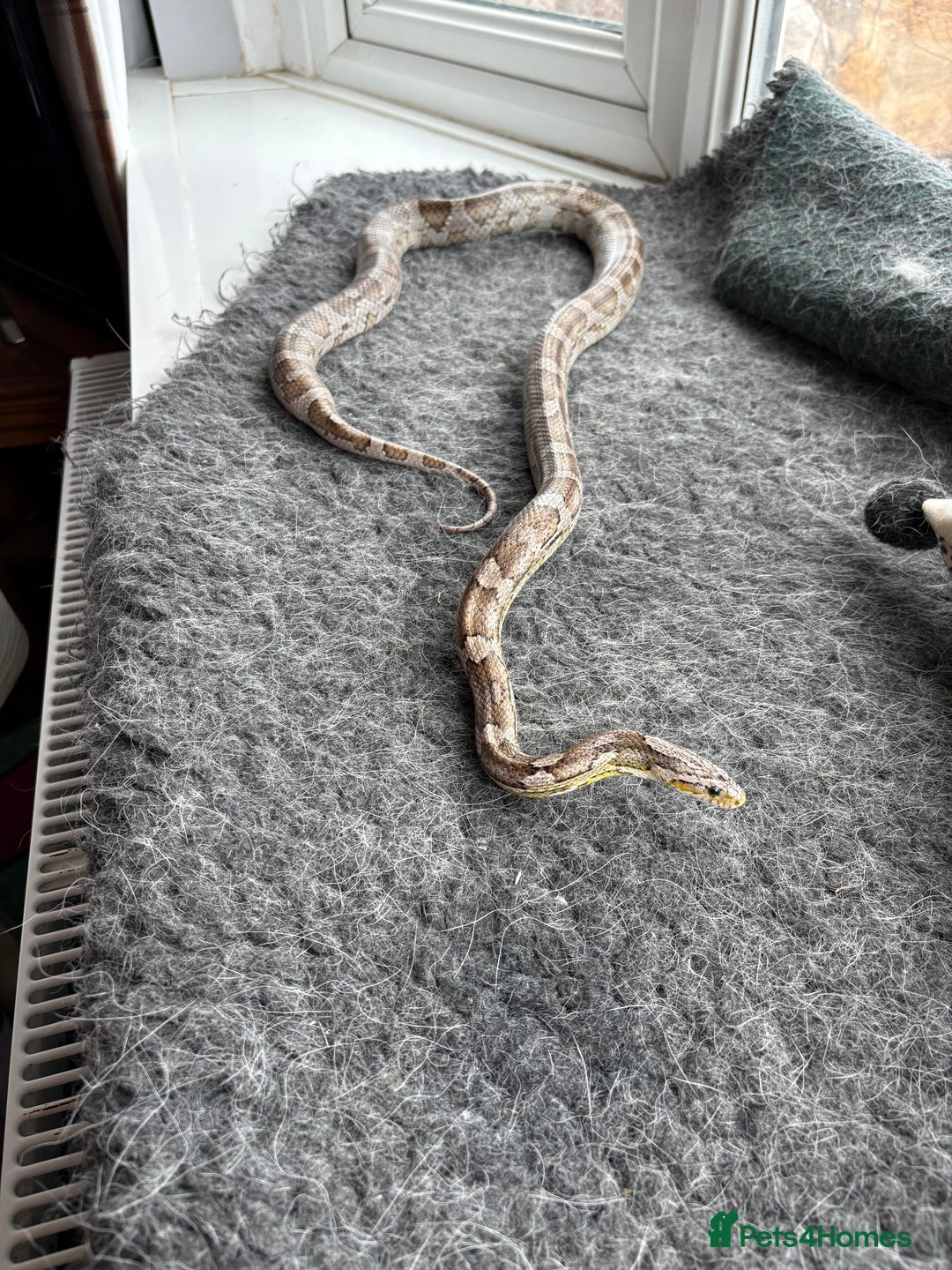 Corn Snake reptiles for sale: 2 x cornsnakes. Separate vivs.  - Image 4