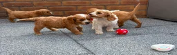 Cockalier dogs for sale:  Beautiful Cockalier puppies  - Advert 15