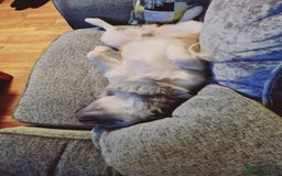 French Bulldog dogs for stud: KC fluffy frenchie stud - Image 2
