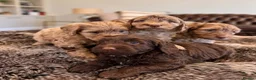 Cockapoo dogs for sale: Super Quality Cockerpoos  - Advert 3