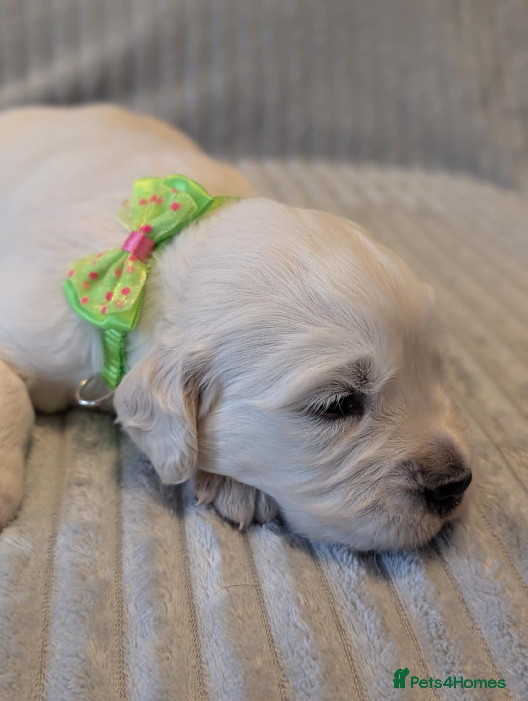 Golden Retriever dogs for sale: Golden Retriever KC - Image 11