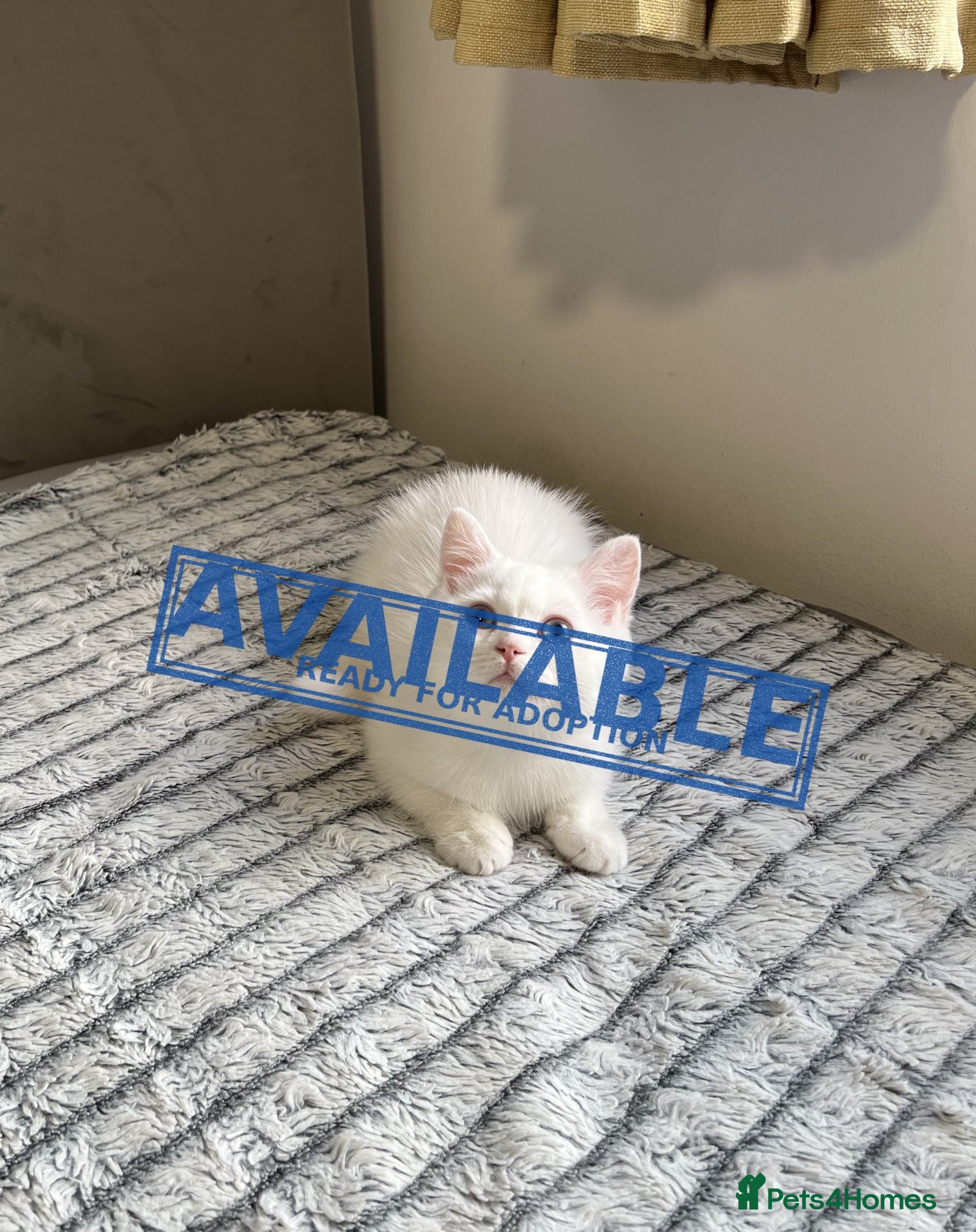 British Shorthair cats (Last kitten)🐾TICA B.S.H Boy 🐾 - Advert 5