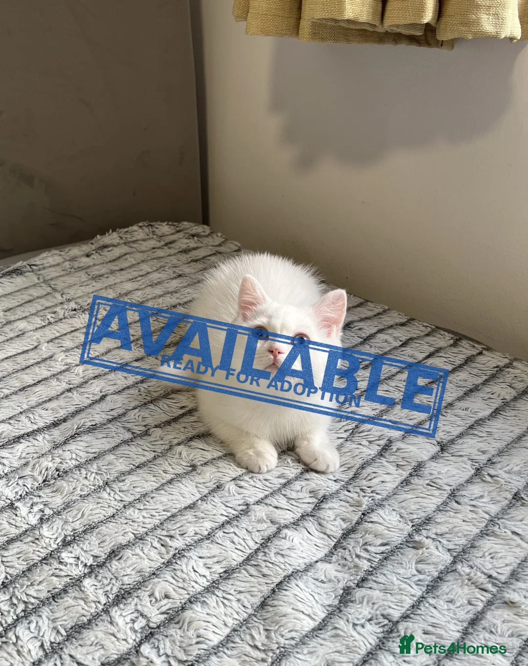 British Shorthair cats for sale: (Last kitten)🐾TICA B.S.H Boy 🐾 - Advert 1