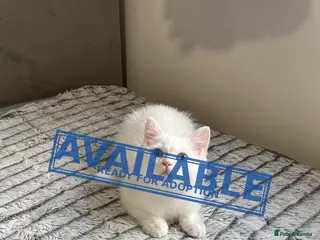 British Shorthair cats (Last kitten)🐾TICA B.S.H Boy 🐾 - Advert 5
