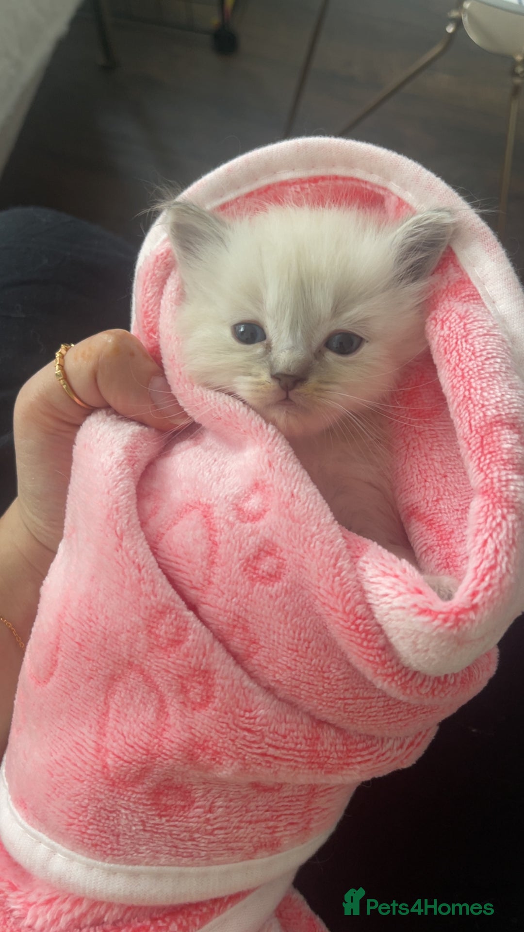 Ragdoll cats for stud: BIG beautiful GCCF & TICA Active Ragdoll Stud! in London - Image 10