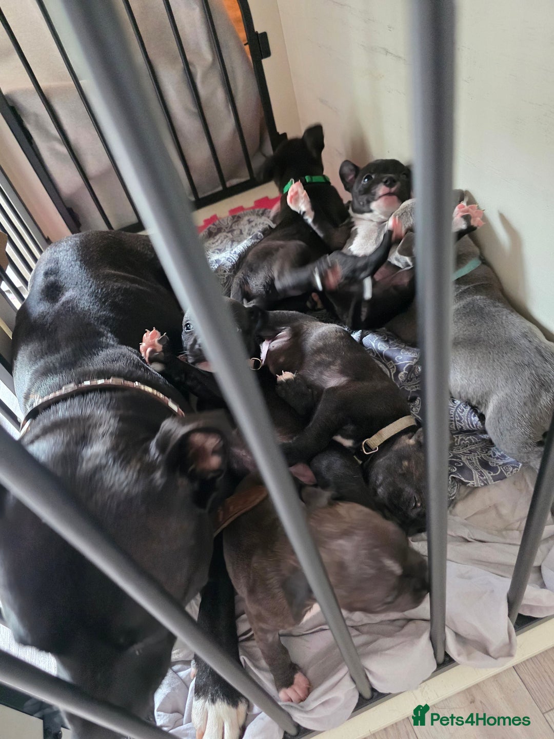 Staffordshire Bull Terrier dogs for sale: **LAST GIRL** STAFFORDSHIRE BULL TERRIOR PUPPIES - Image 21
