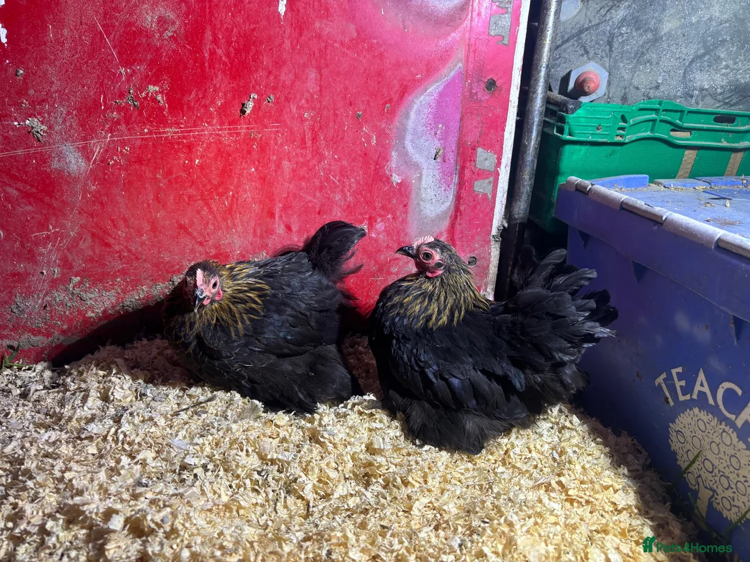 Chickens poultry for sale: Pekin pullets  - Advert 1