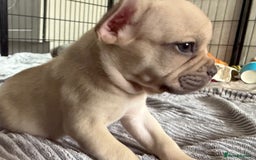 French Bulldog dogs for sale: FRENCH BULLDOG PUPPIES , THOROUGHBRED  - Image 15