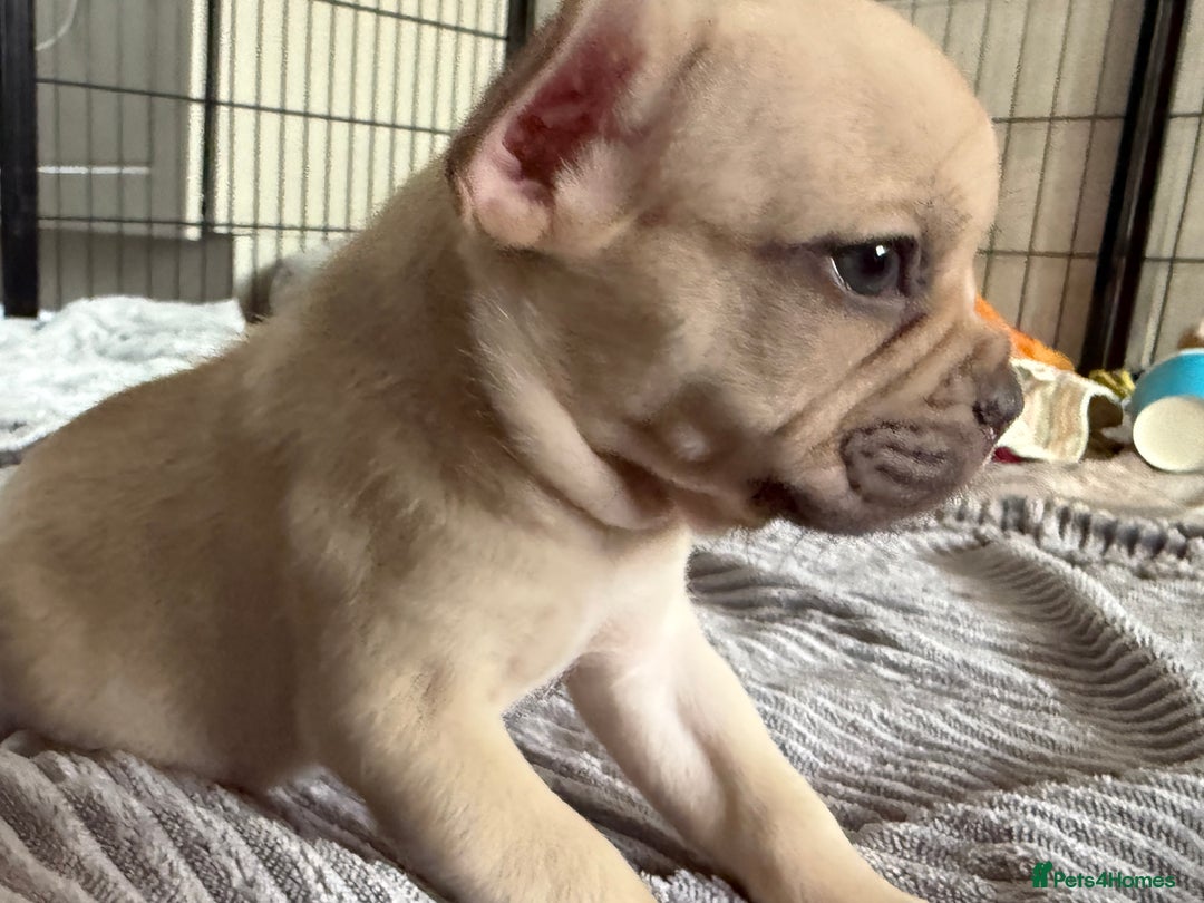 French Bulldog dogs for sale: FRENCH BULLDOG PUPPIES , THOROUGHBRED  - Image 15