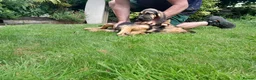 Bloodhound dogs for sale: Bloodhound Puppies - Advert 8