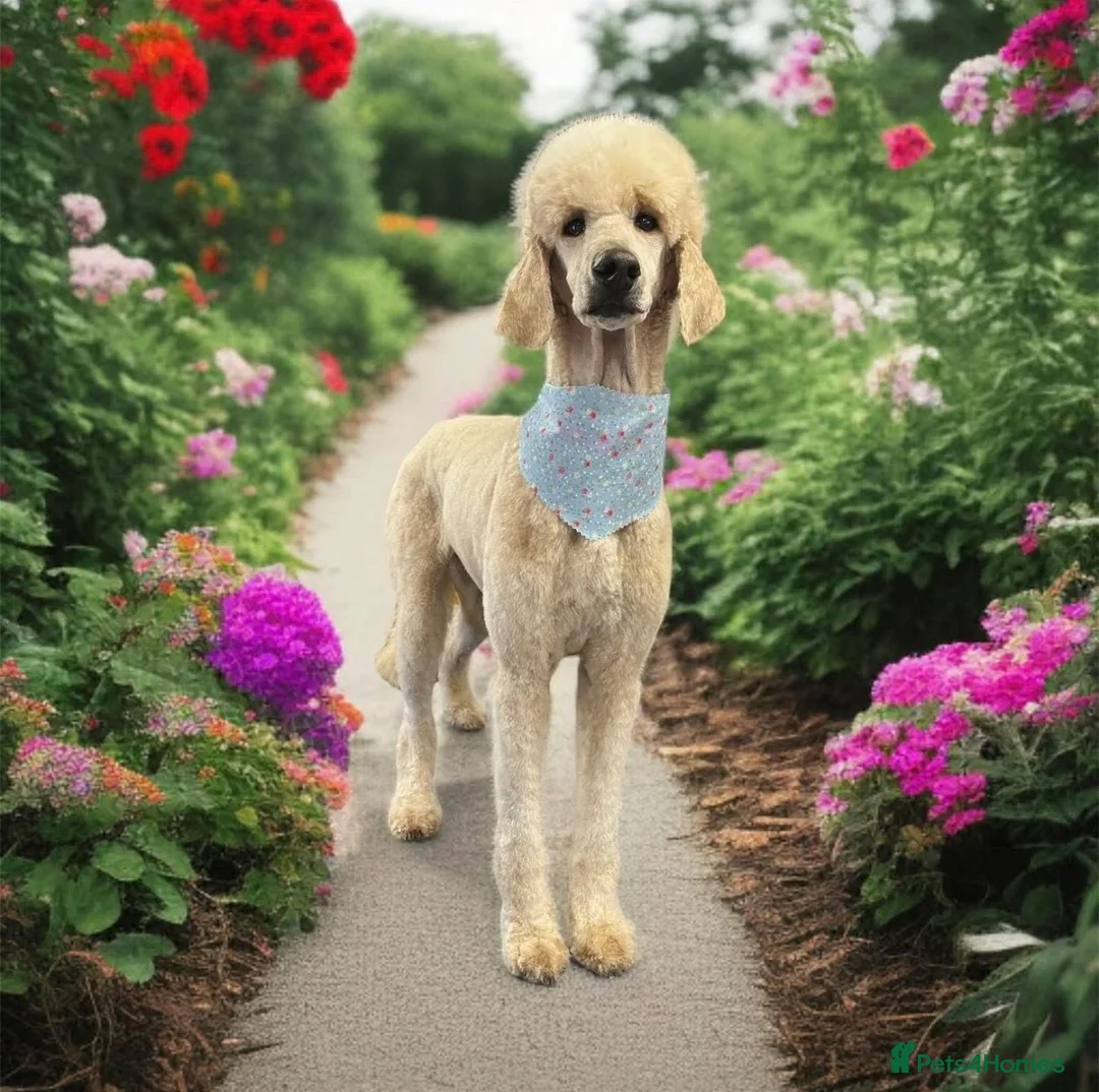 Standard Poodle dogs for sale: exceptional kc standard poodles  - Advert 1