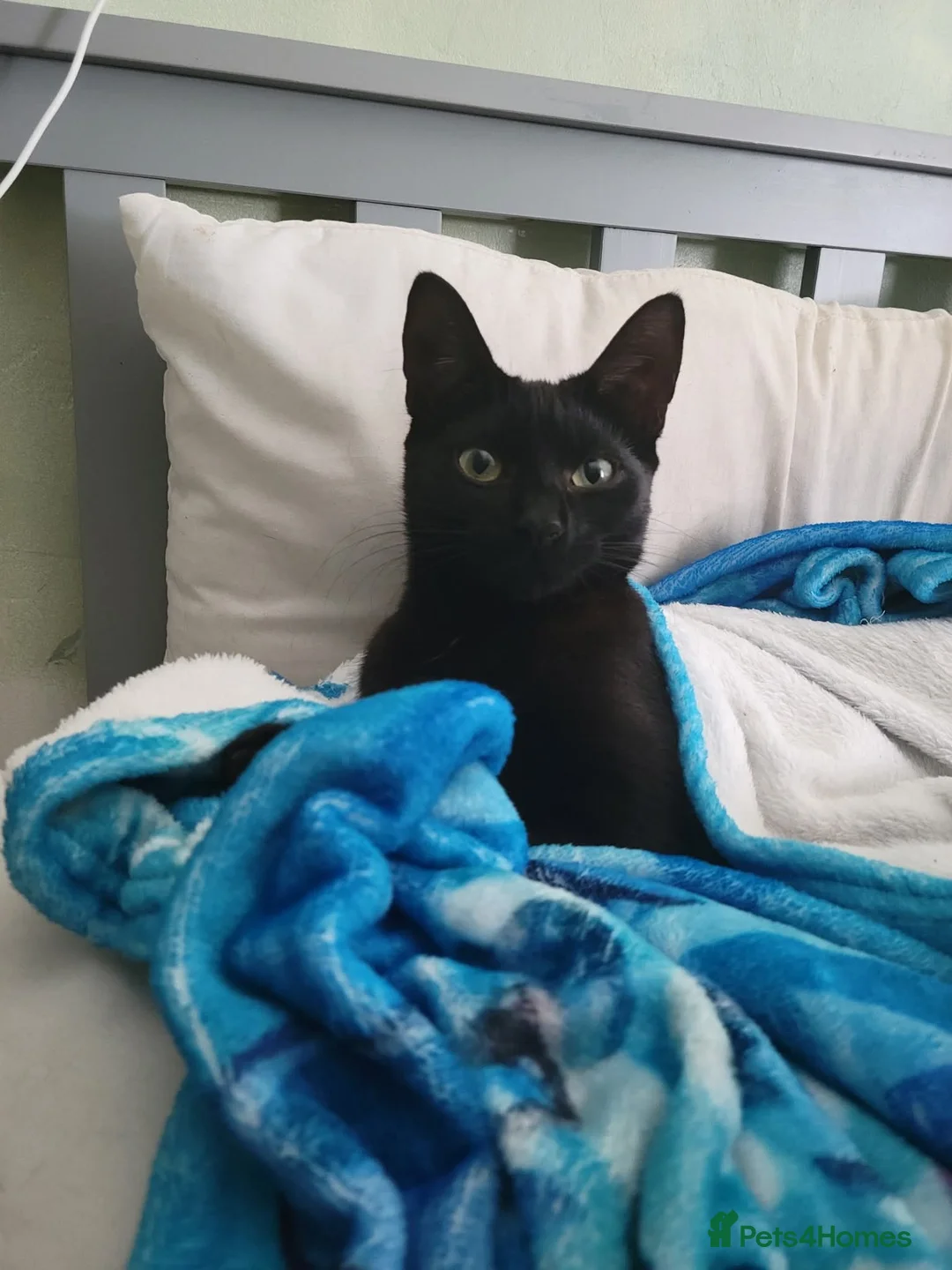 Mixed Breed cats for sale: 2 female cats  - Advert 2