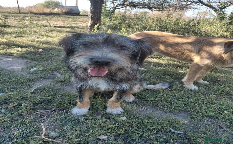 Mixed Breed dogs - Advert 5