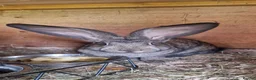 Continental Giant rabbits for sale: Continental Giant rabbits - Advert 3