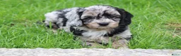 Cavapoo dogs for sale: Beautiful Cavapoo puppies for sale - Advert 23
