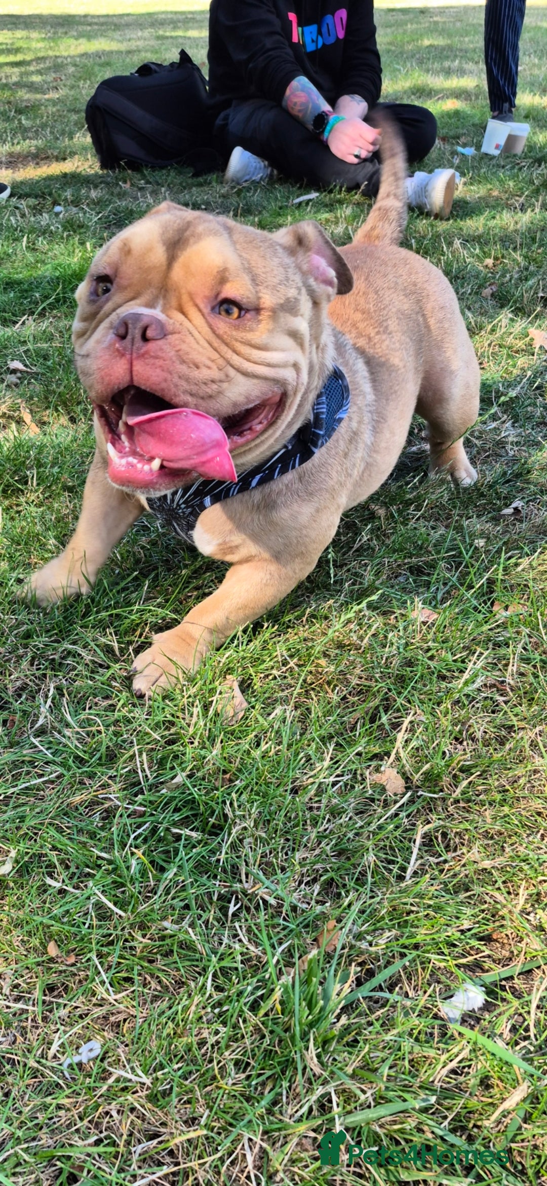 Mixed Breed dogs for sale: Pocket bully neutered male  - Image 4
