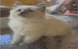 Ragdoll cats for sale: homes raised beautiful Rag dolls kitties - Advert 5