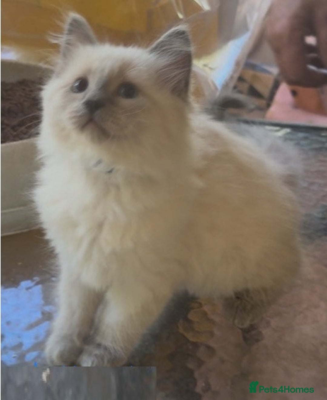 Ragdoll cats for sale: homes raised beautiful Rag dolls kitties - Advert 5