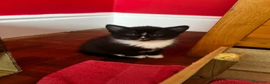 Mixed Breed Kitten 3