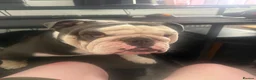 English Bulldog dogs for stud: Biscult  in Saint Austell - Advert 1
