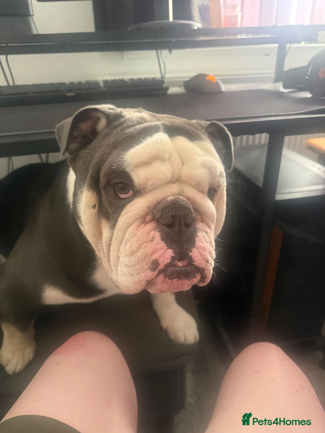 English Bulldog dogs for stud: Biscult  in Saint Austell - Advert 1