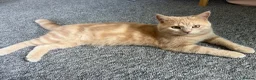 British Shorthair cats for sale: Nemo the British Shorthair🐱 - Advert 6