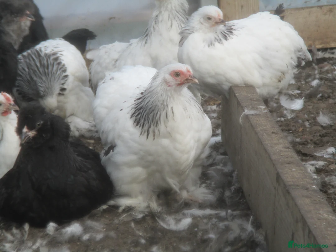 Chickens poultry for sale:  Colombian, silver/black Pekin Bantam pullets Aug/ - Advert 2