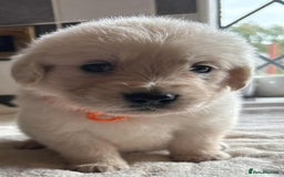 Golden Retriever dogs for sale: Stunning KC Golden Retriever puppies - Image 8
