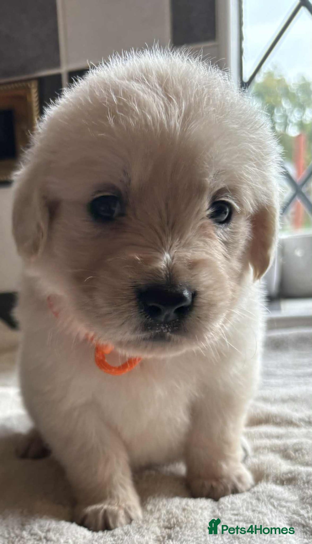 Golden Retriever dogs for sale: Stunning KC Golden Retriever puppies - Image 8