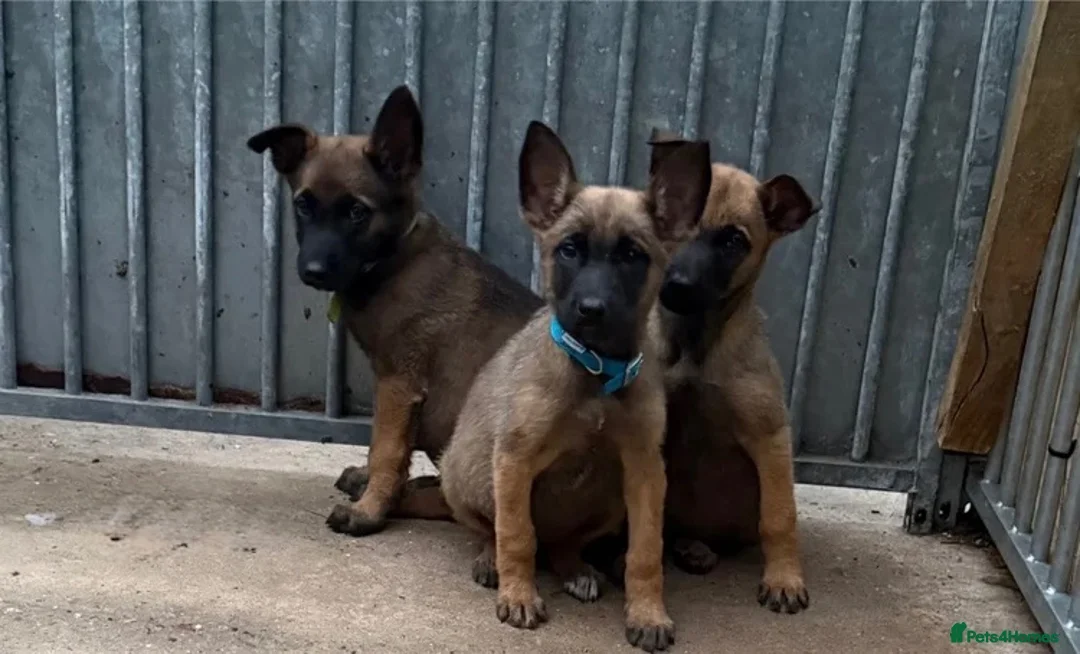 Belgian Shepherd Dog dogs for sale: Belgian shepherd puppies - Advert 2