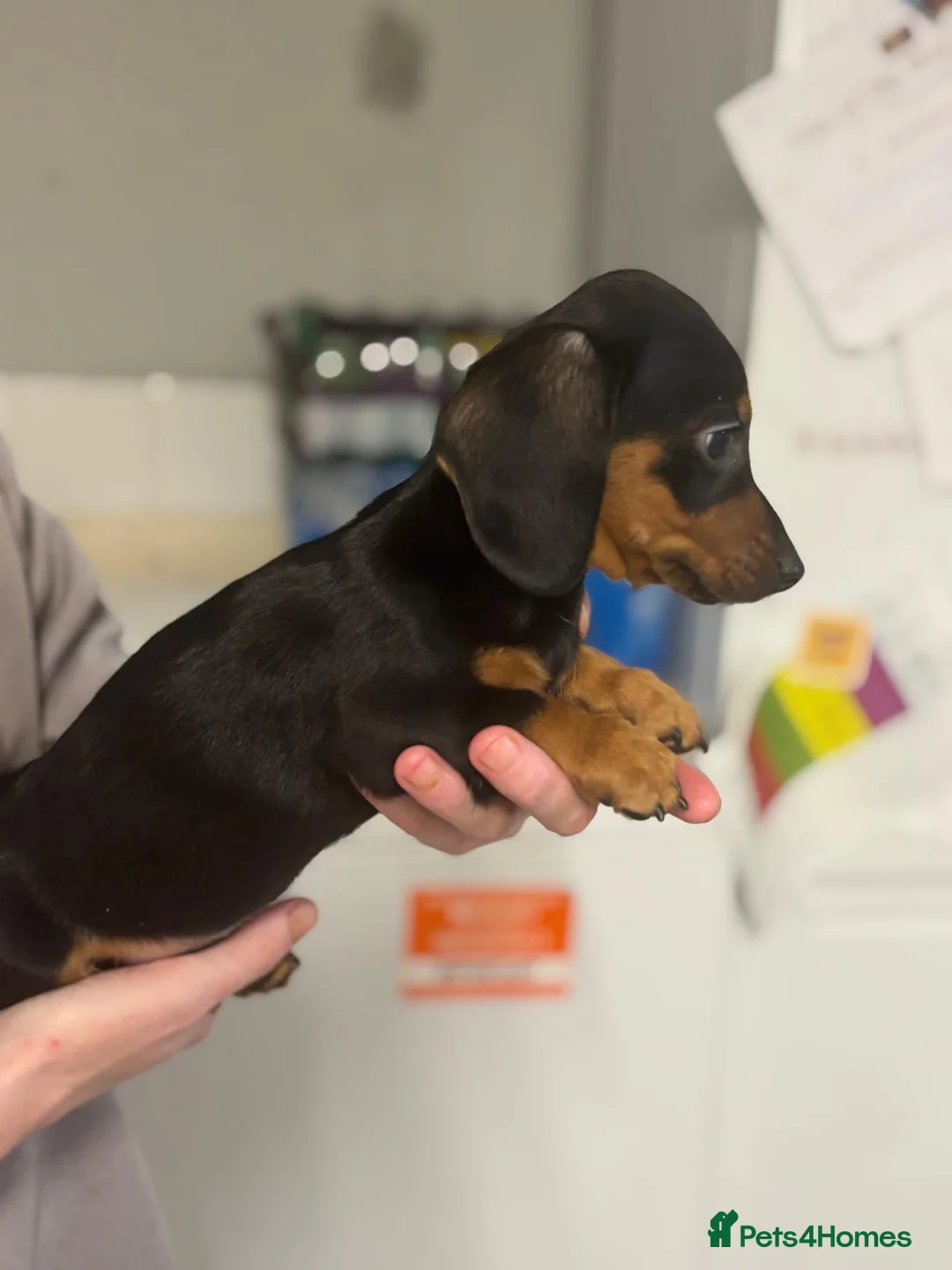 Miniature Dachshund dogs for sale: Miniature dachshunds  - Advert 13