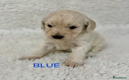 Goldendoodle dogs for sale: 💛F1 Castlecorrie Goldendoodle💛 - Advert 10