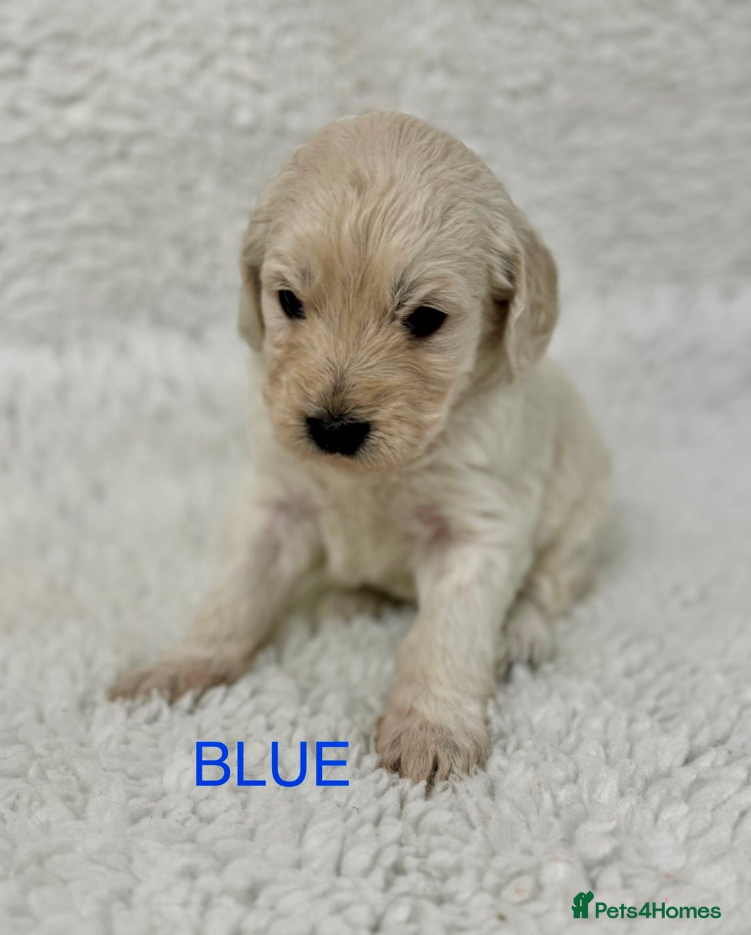 Goldendoodle dogs for sale: 💛F1 Castlecorrie Goldendoodle💛 - Advert 10