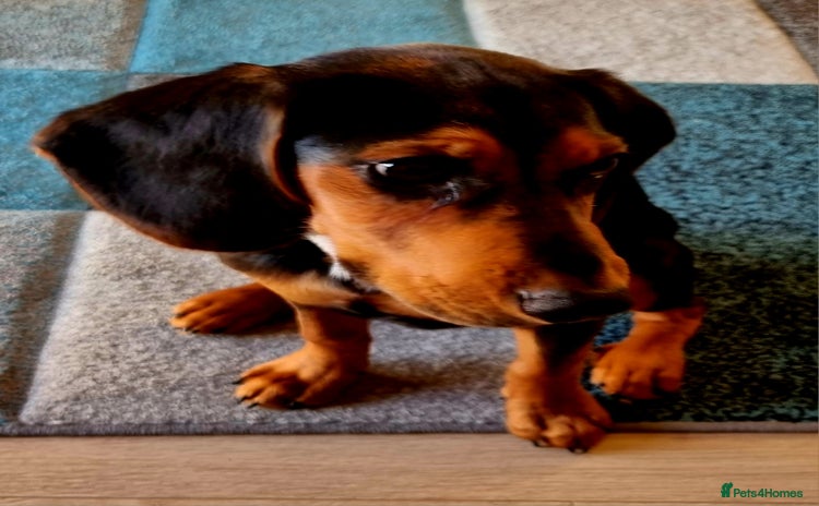 Bocker dogs - Advert 1