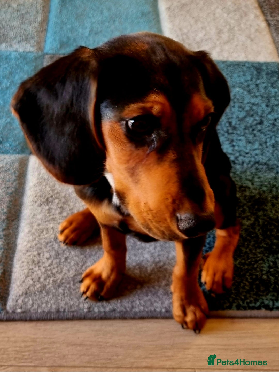 Bocker dogs for sale: Bocker for Sale - Image 1