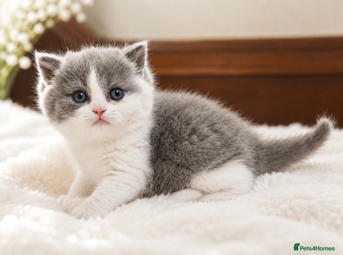 British Shorthair cats Beautiful blue bi colour British Shorthair  - Advert 5