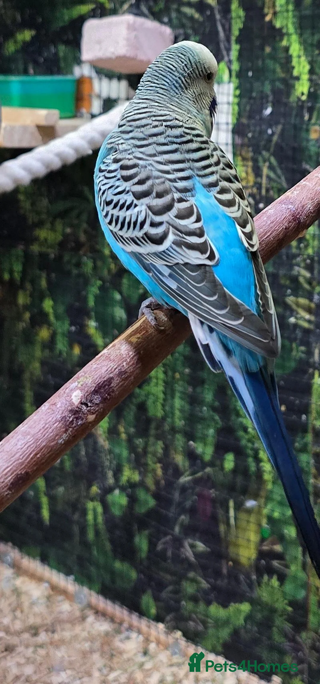 Budgerigars birds for sale: Mature Blue Budgie Male - Advert 9