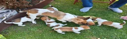 Jack Russell dogs for sale: Jack Russell 4 Sale - Advert 3