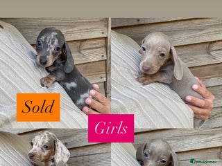 Miniature Dachshund dogs - Advert 28