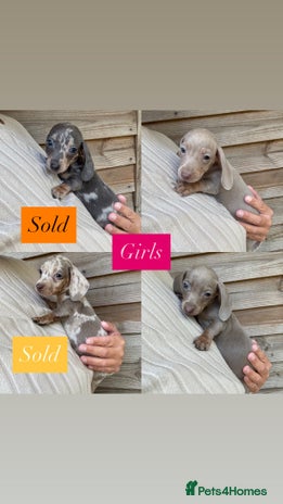 Miniature Dachshund dogs - Advert 15