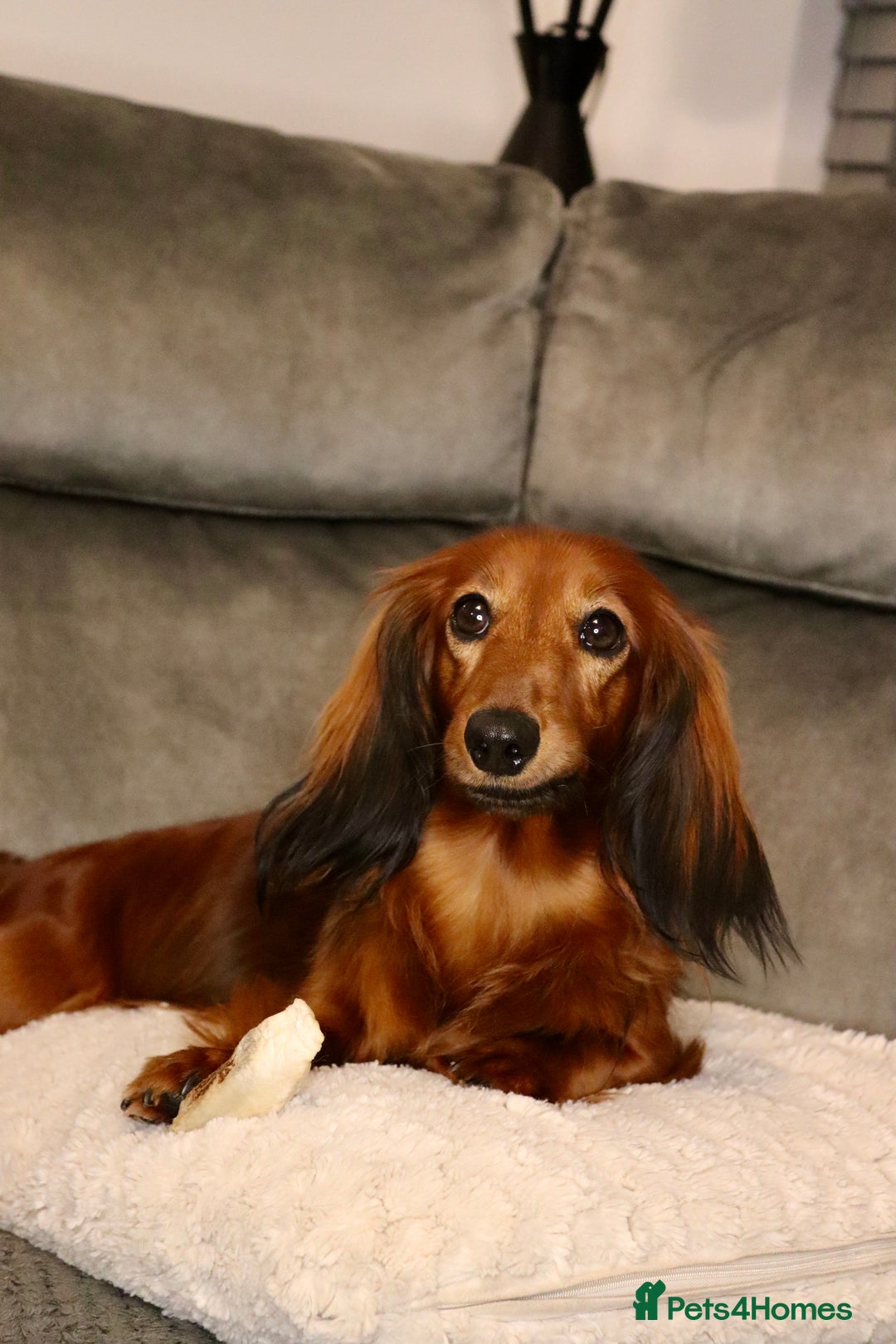 Miniature Dachshund dogs for sale: Russian Miniature longhaired dachshund males - Image 6