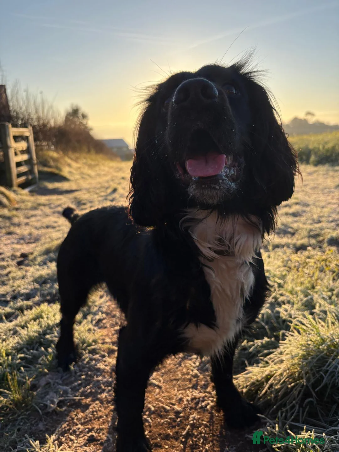Sprocker dogs for stud: Black and white male sprocker spaniel  - Advert 2