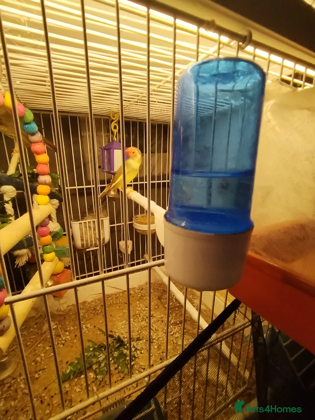 Finches birds for sale: Beautiful starfinchs 2 pairs - Advert 2