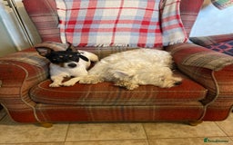Jack Russell dogs for sale: Magi 4 yr old needs a loving new home - Image 2