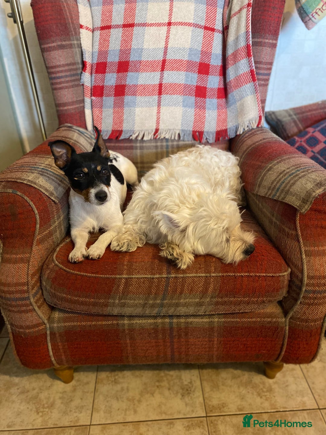 Jack Russell dogs for sale: Magi 4 yr old needs a loving new home - Image 2